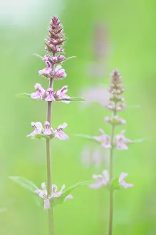 Woundwort: Marsh Woundwort
