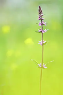Palustris: Marsh Woundwort