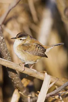 Cistothorus: Marsh Wren