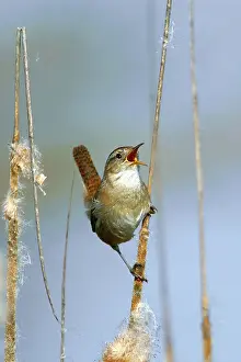 Joaquin: Marsh Wren