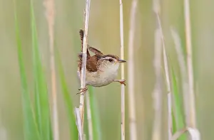Cistothorus: Marsh Wren - holding on to reeds