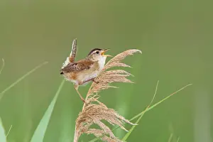Cistothorus: Marsh Wren - holding on to reeds singing