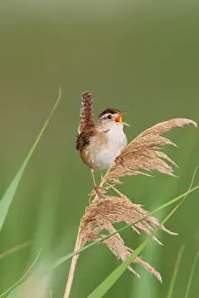 Cistothorus: Marsh Wren - holding on to reeds singing