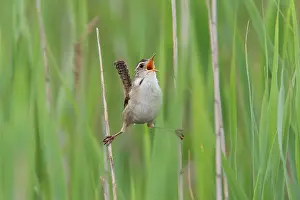 Cistothorus: Marsh Wren - holding on to reeds singing