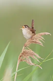 Cistothorus: Marsh Wren - singing