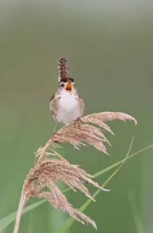 Cistothorus: Marsh Wren - singing