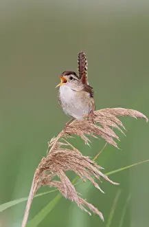 Cistothorus: Marsh Wren - singing