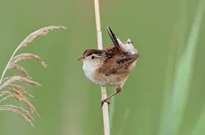 Stratford: Marsh Wren. Stratford
