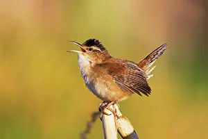 Cistothorus: Marsh Wren - on territory in spring - Beaver pond - May