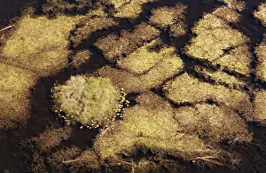 Sandbanks: Marshland with aquatic plants aerial view