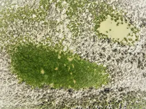 Cdiz: Detail of marshland near Sanlcar de Barrameda