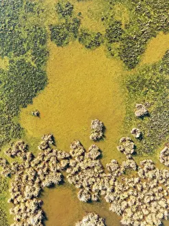 Cdiz: Detail of marshland near Sanlcar de Barrameda