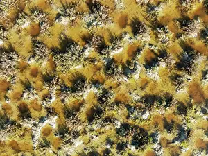 Cdiz: Detail of marshland near Sanlcar de Barrameda