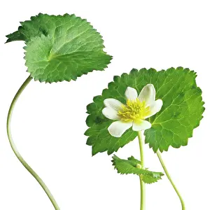 Caltha: Marshmarigold