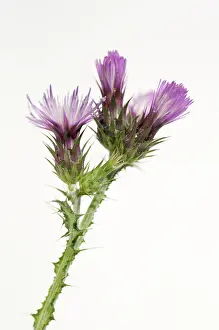 Cirsium: Marshthistle