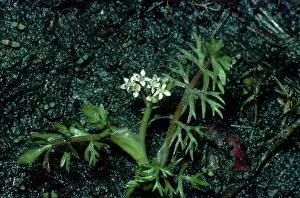 Apium: Marshwort