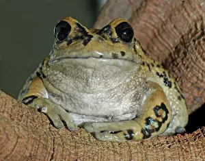Gastrotheca: Marsupial frog