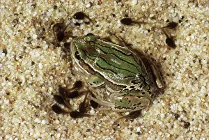 Gastrotheca: Marsupial Frog