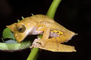 Cornuta: Marsupial Frog
