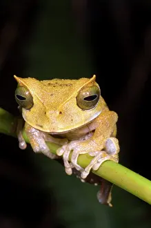 Cornuta: Marsupial Frog