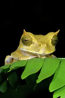 Cornuta: Marsupial Frog