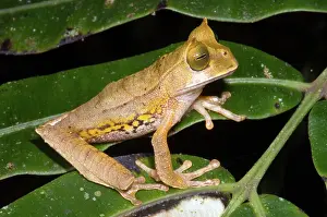 Cornuta: Marsupial Frog