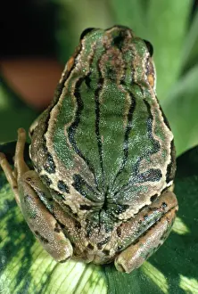 Gravid: Marsupial Frog
