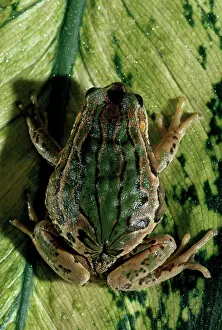 Gravid: Marsupial Frog