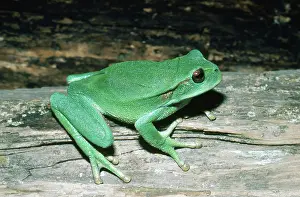 Ecuadoran: Marsupial Frog