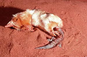 Moles: Marsupial Mole / Itjari-itjari / Blind Sand Burrower