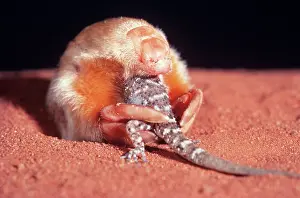 Moles: Marsupial Mole / Itjari-itjari / Blind Sand Burrower