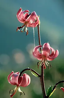 Martagon: Martagon lily