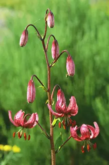 Martagon: Martagon Lily