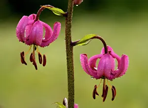 Raindrop: Martagon Lily - with early morning dew and raindrops