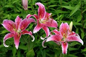Italica: Martagon Lily - Garden hybrid