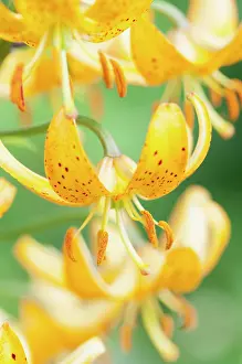 Siberia: Martagon Lily, Lilium hansonii, several flowers showing refl