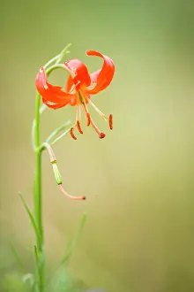 Tsaritsyn: Martagon lily (Lilium martagon) in bloom, Tsaritsyn