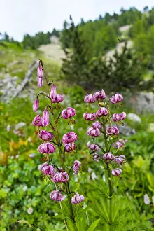 Monocotyledoneae: Martagon Lily (Lilium martagon), Col de la Cayolle