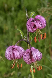 Bob Gibbons: Martagon lily, Lilium martagon in flower in the French Alps