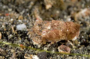 Slipper: Martens Locust Slipper Lobster