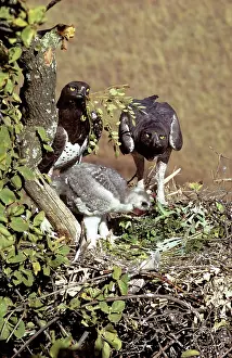 R M Bloomfield: MARTIAL EAGLE