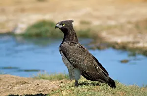 Martial: Martial Eagle