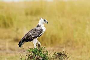 Martial: Martial Eagle