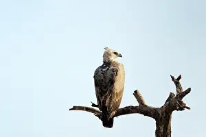 Backside: Martial Eagle
