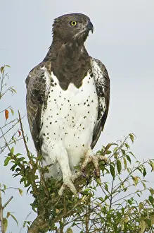 Martial: Martial Eagle