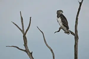 Martial: Martial Eagle