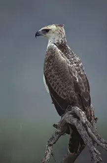 Martial: Martial Eagle