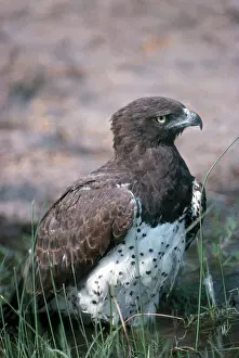 Martial: Martial Eagle