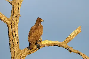 Riverine: Martial Eagle