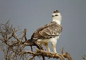 Martial: Martial Eagle